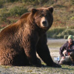 Bear Like Mountainfilm