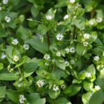 Guide To Identify Common Ohio Lawn Weeds Weed Identification