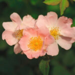 What Is The State Flower Of Iowa WorldAtlas